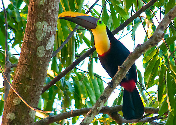 Chestnut-Mandibled  Toucan