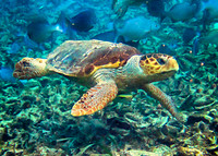 Green Turtle