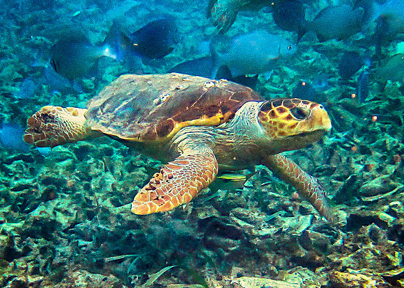 Green Turtle
