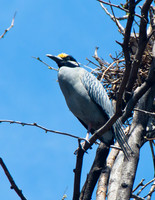 Black-crowned Night Heron.