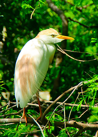 Cattle Egret