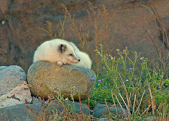 Artic Fox