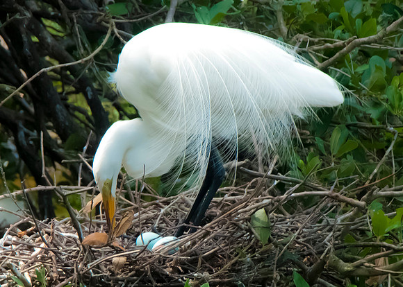 Great Egret