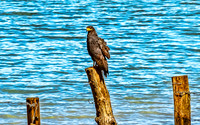 Common Black Hawk