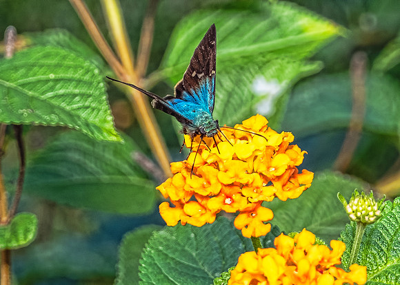 Long-tailed Skipper Butterfly