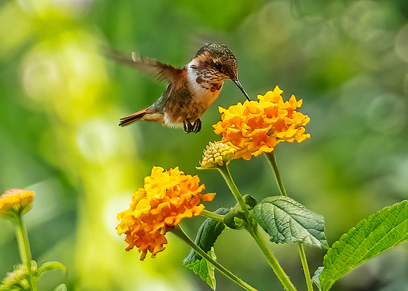 Scintillant Hummingbird.