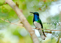 White-necked Jacobin