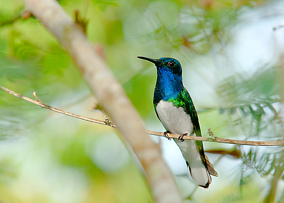 White-necked Jacobin