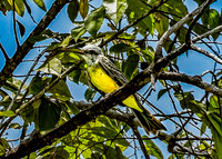 Tropical Kingbird, Isla Boca Brava