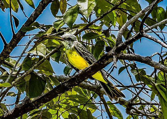Tropical Kingbird, Isla Boca Brava
