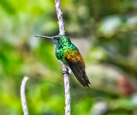 Rufous-tailed Hummingbird