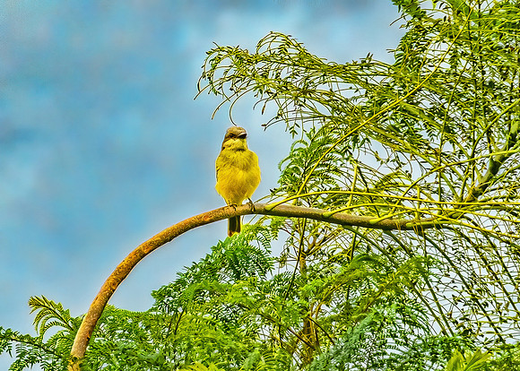 Common Tody Flycatcher