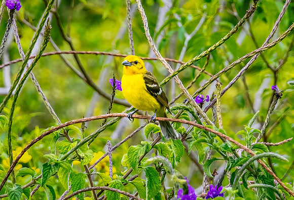 Female Flame Tanager