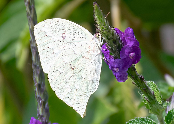 Tailed Sulphur.