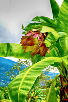 Ethiopian Banana Tree