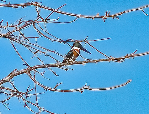 Kingfisher