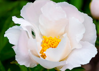 Peony