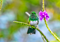 Rufous-tailed Hummingbird