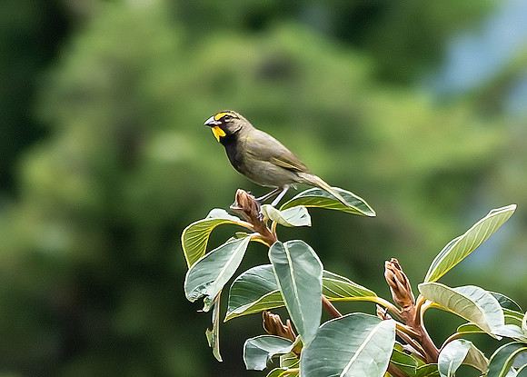 Yellow-faced Grassquit