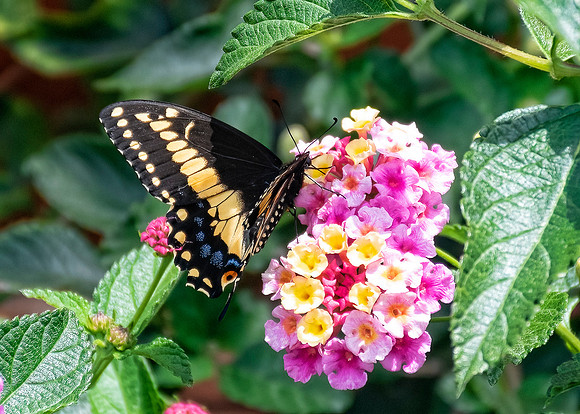 King Swallowtail Butterfly