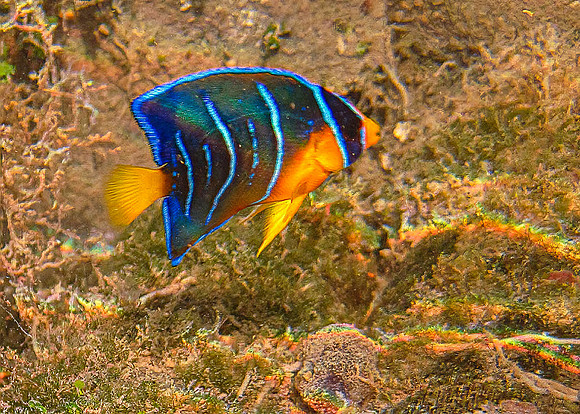 Barrier Reef