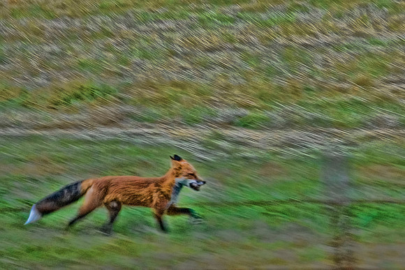 Red Fox