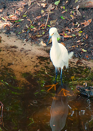 Snowy Egret