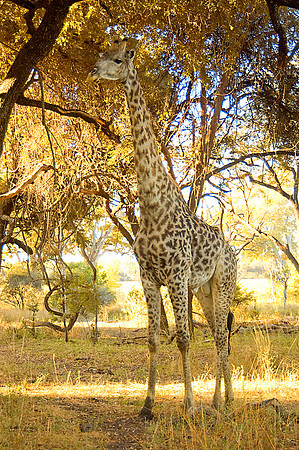 Zambia