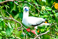 Red-footed Booby