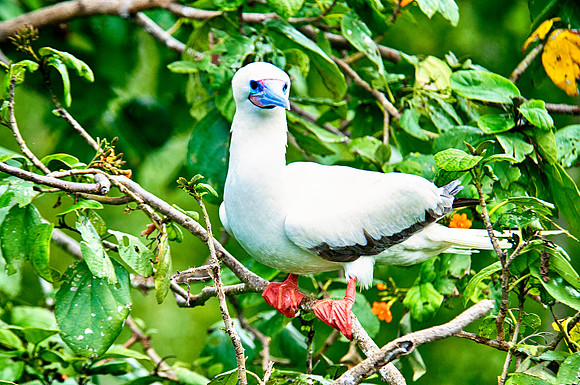 Red-footed Booby