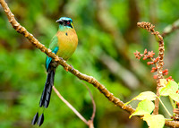 Blue Crowned Motmot
