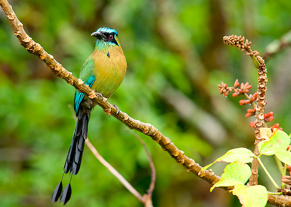 Blue Crowned Motmot