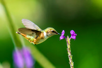 Scintillant Hummingbird