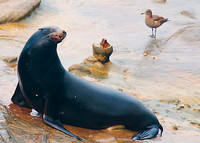 Sea Lion
