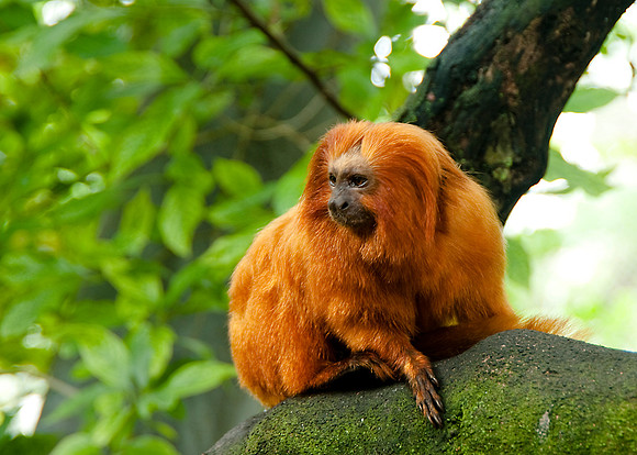 Golden-headed Lion Tamarin
