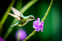 Garden Emerald