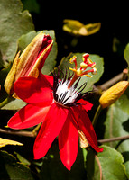 Passion Flower