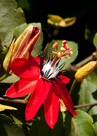 Passion Flower