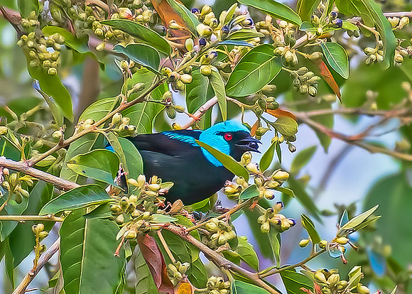 Scarlet Thighed Dacnis