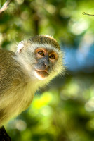 Vervet Monkey