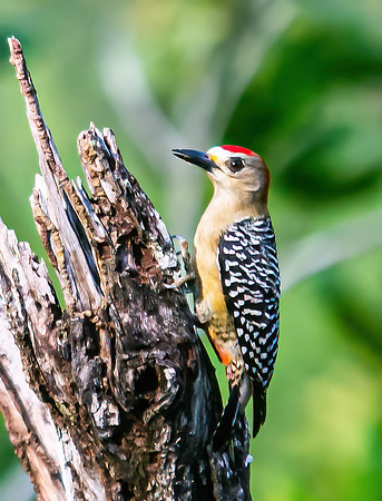 Red-crowned Woodpecker