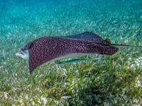 Barrier Reef