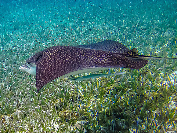 Barrier Reef