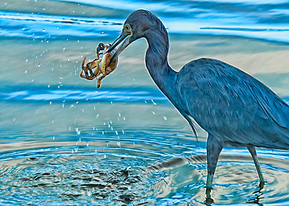 Little Blue Heron