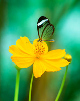 Glass Winged Butterfly