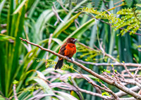 Red-Throated Ant-Tanager