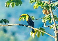 Keel-Billed Toucan