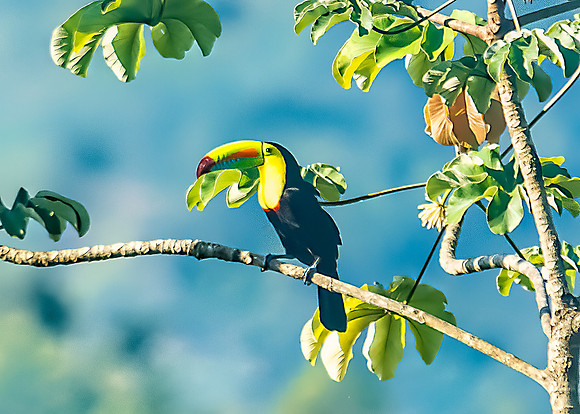 Keel-Billed Toucan