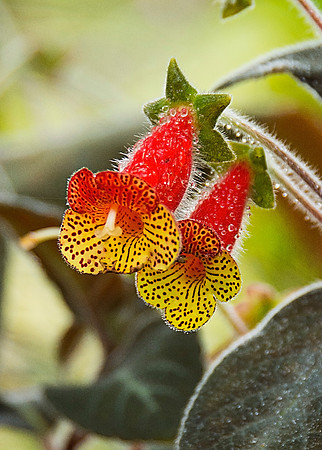Kohleria Flower