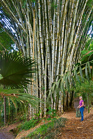 Wilson Botanical Garden